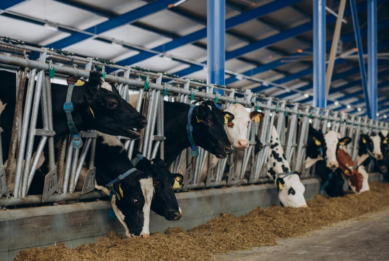 В фермерских хозяйствах Югры обнаружили вирус лейкоза скота