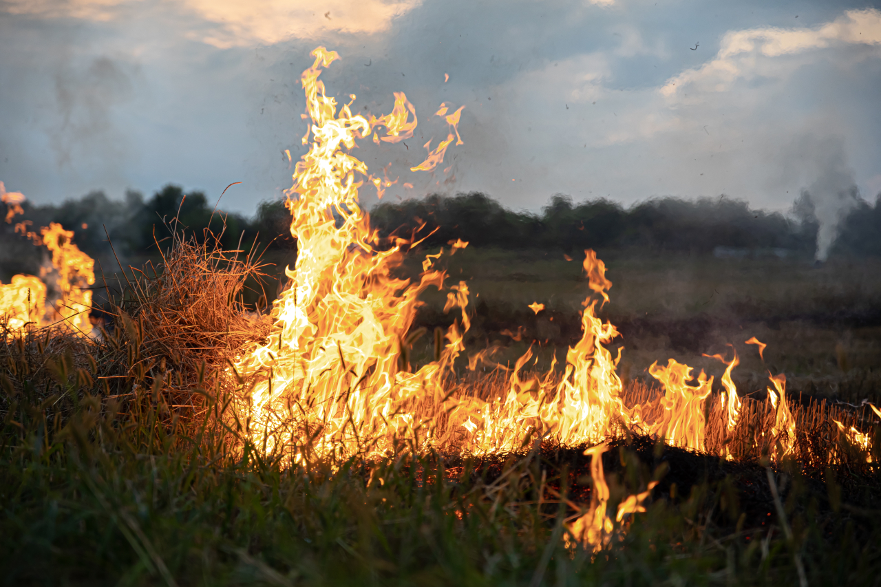 Виновнику лесного пожара в Кондинском районе вынесен приговор