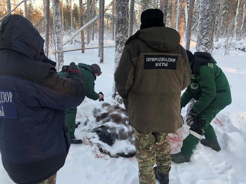 Жертвой браконьера в Берёзовском районе стал лось