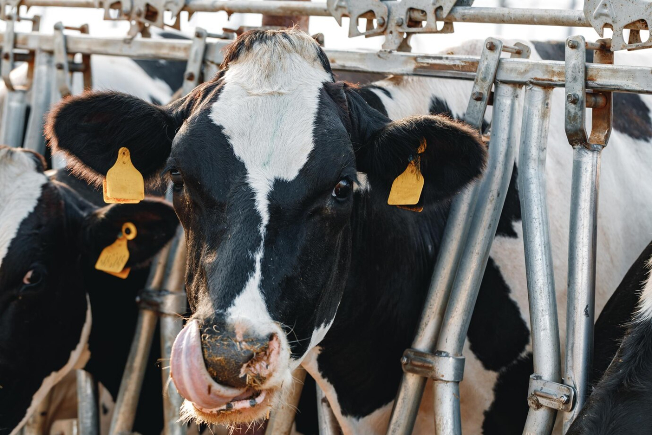 Ветслужба Югры продолжает работу по профилактике вируса лейкоза крупного рогатого скота