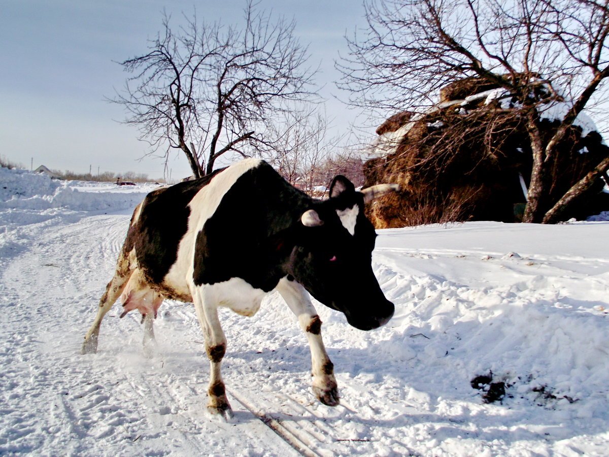 В Югре выявили несколько случаев лейкоза коров
