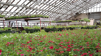 Вартовские агрономы вырастили 56 тысяч кустов цветочной рассады