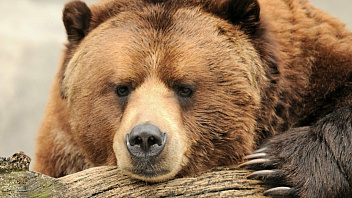 Медведь Степан приглашает на день рождения жителей Ханты-Мансийска и района