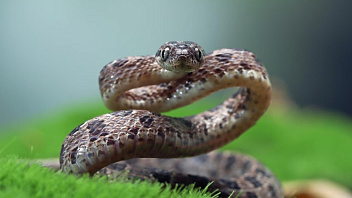 В Сургуте 12 человек стали жертвами ядовитых змей