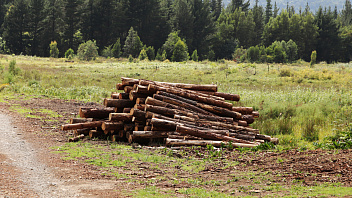 В Югре древесину после вырубки для линейных объектов обязали передавать Министерству обороны