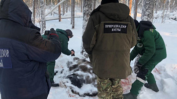 Жертвой браконьера в Берёзовском районе стал лось