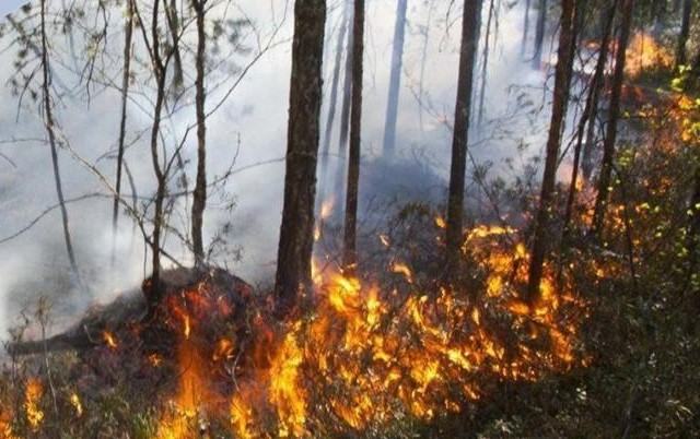 В Советском районе Югры запретили посещение лесов и водоёмов из-за угрозы пожаров 