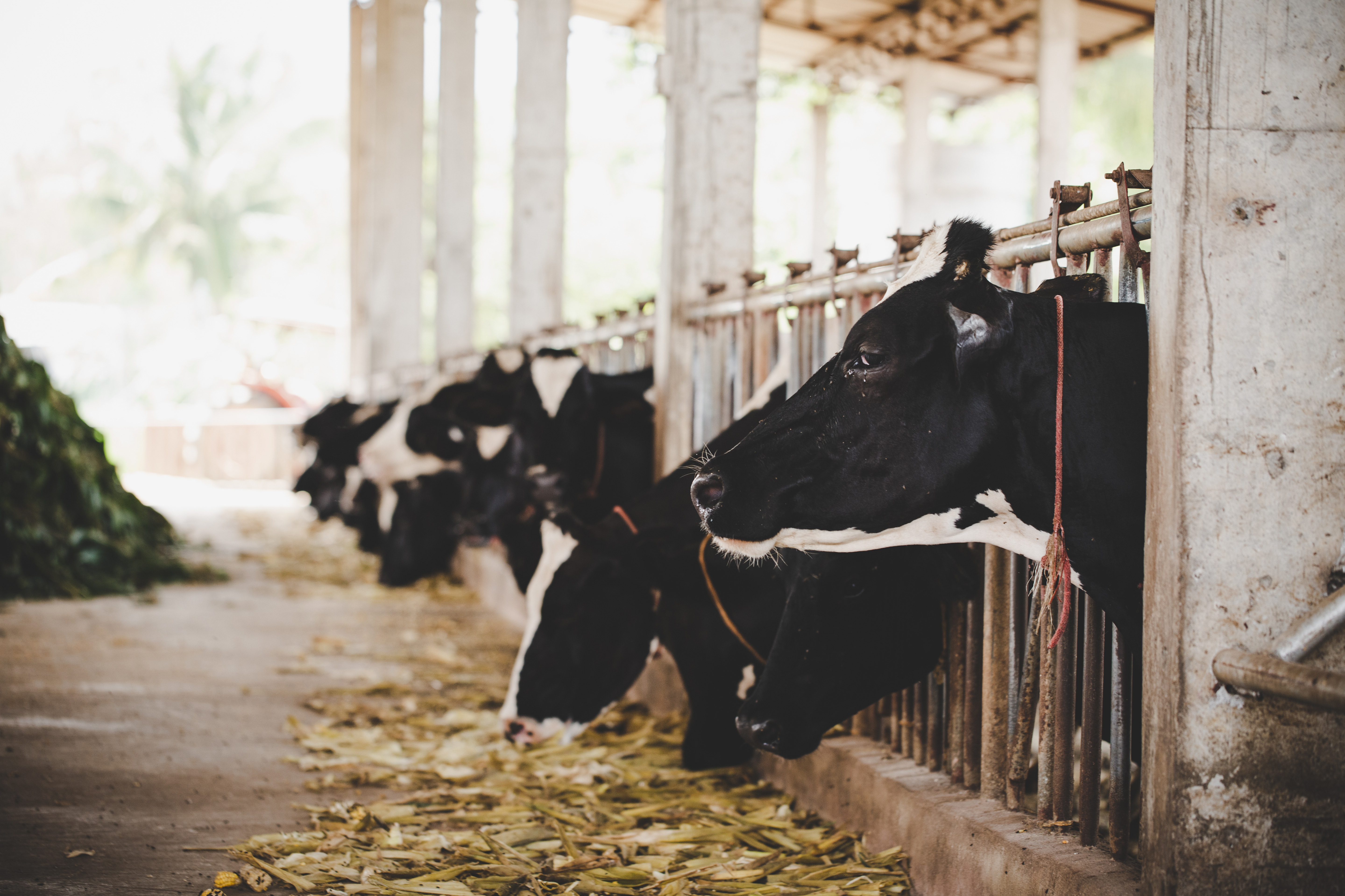 Ветеринарная служба Югры продолжает профилактику лейкоза коров
