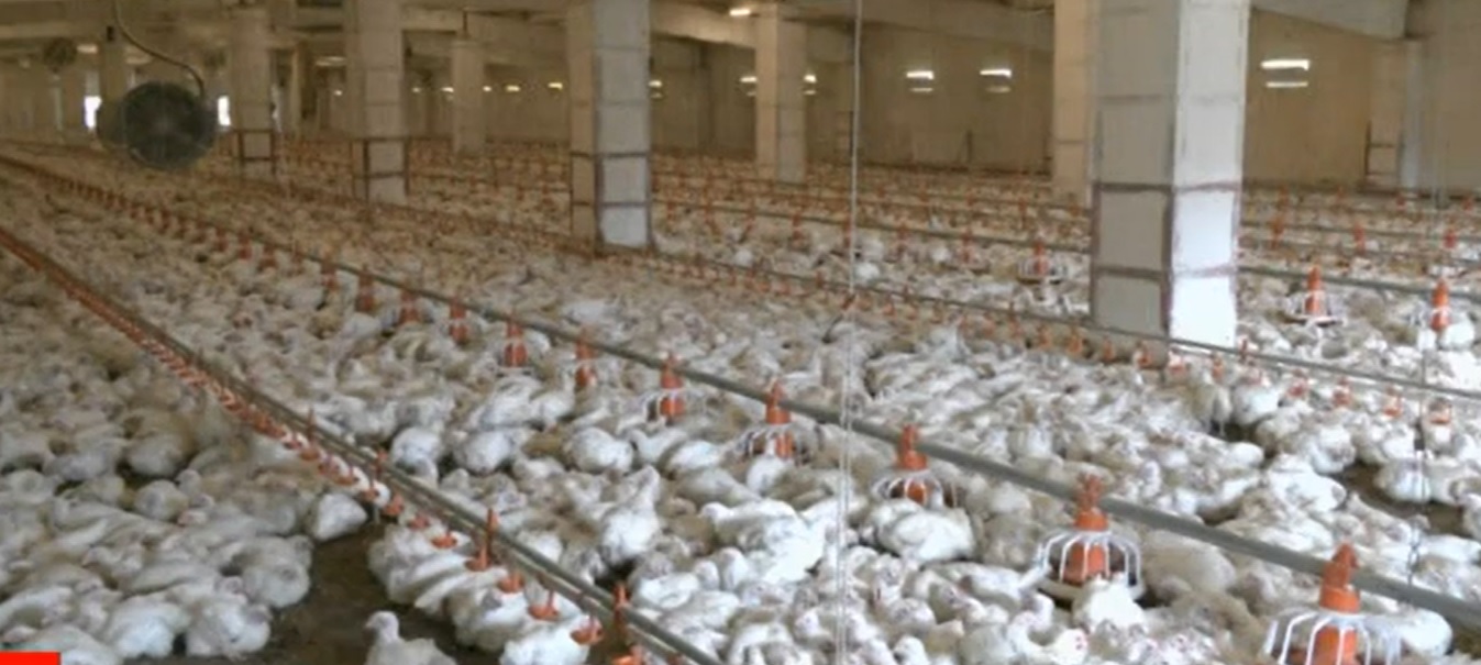 Птицефабрика в Нижневартовске увеличила производство мяса и яиц на 25%