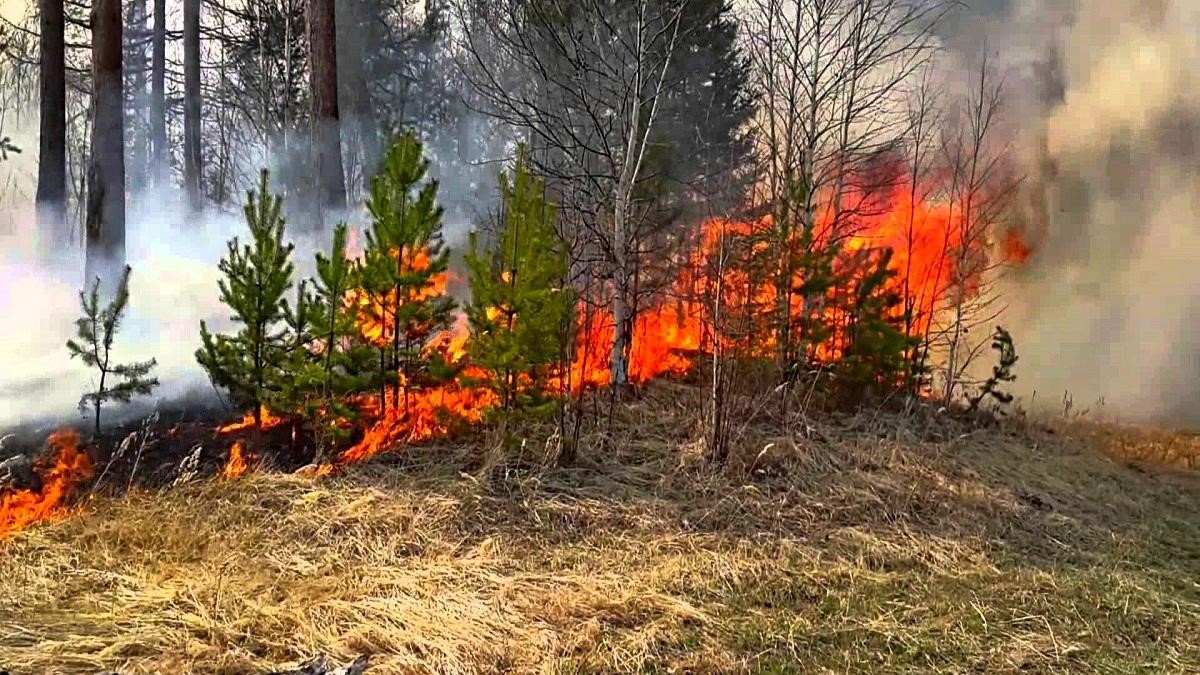 В Советском районе по вине жителей загорелся лес