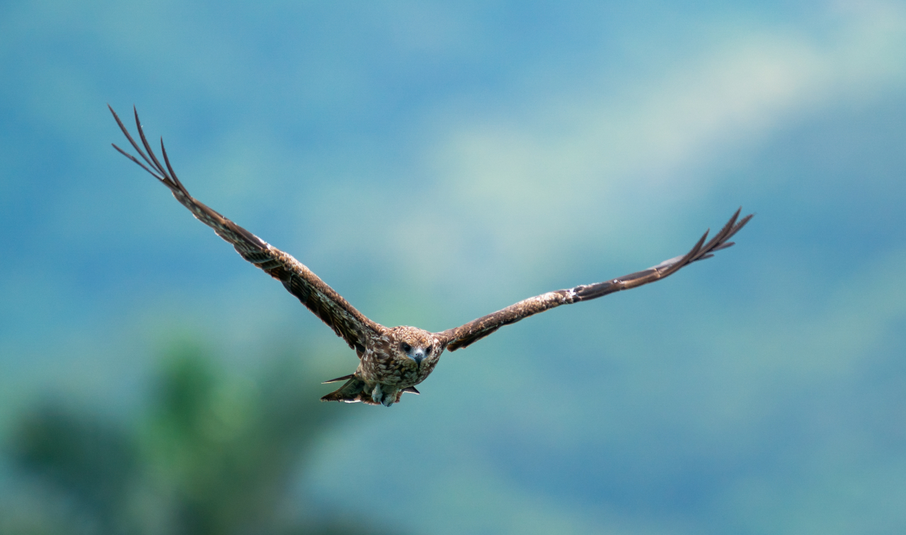 На ЛЭП в Югре погиб краснокнижный орлан-белохвост