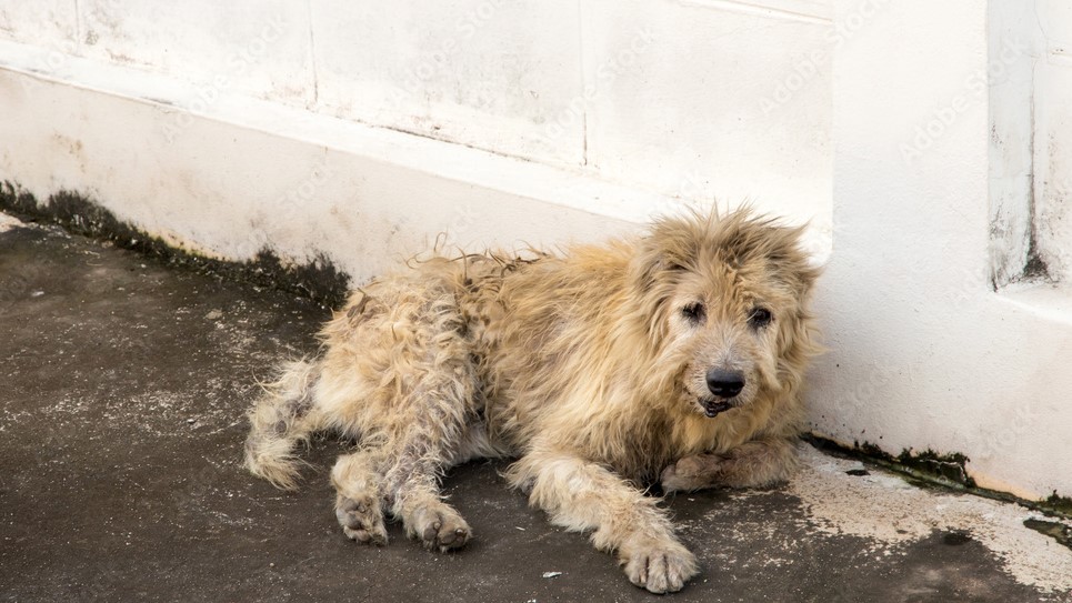 Ветеринары Югры обойдут 760 дачных кооперативов в поисках брошенных животных