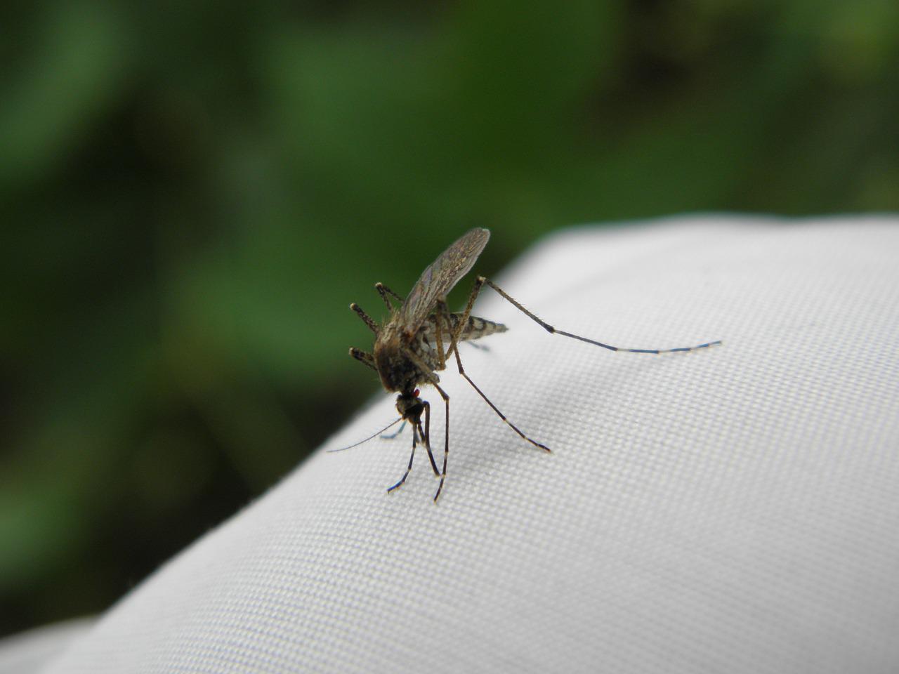 Учёный из Сургута прогнозирует количество комаров и мошек больше обычного