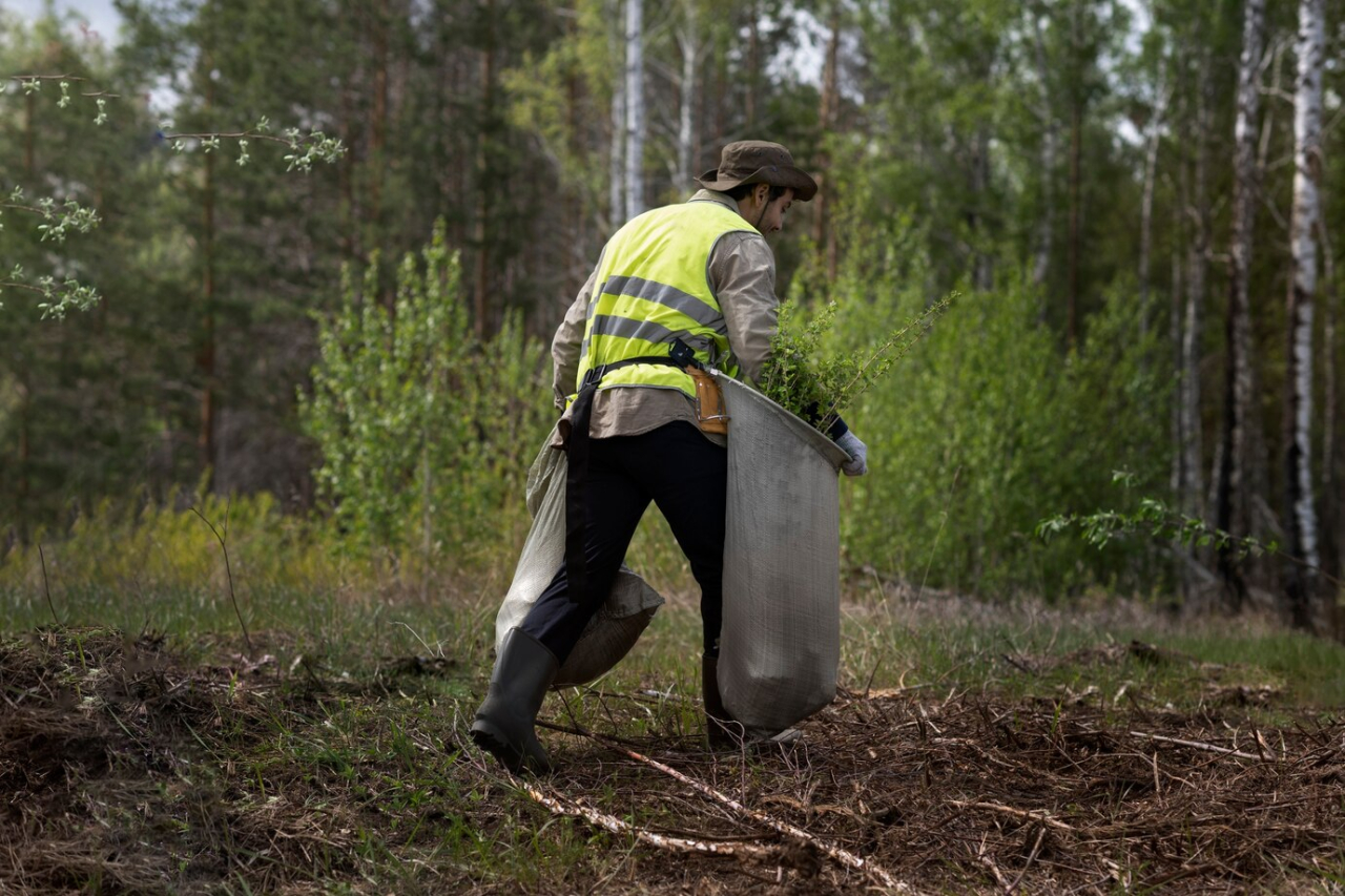 Югорских экологов приглашают вступить в ряды лесных волонтёров