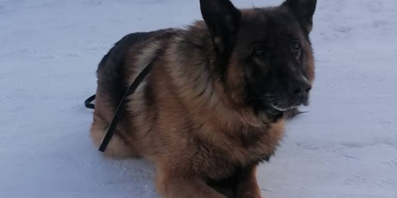 В Нефтеюганске ищут дом для вышедшей на пенсию служебной собаки