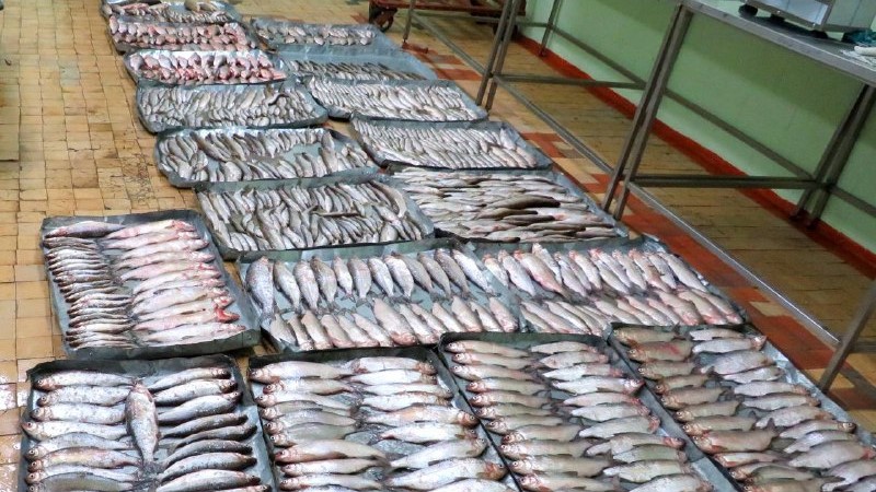 Браконьеры из Октябрьского района выловили рыбы на миллион рублей 
