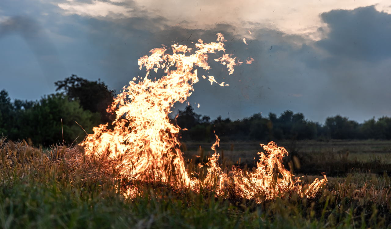 С начала сезона в лесах Югры потушен 231 пожар
