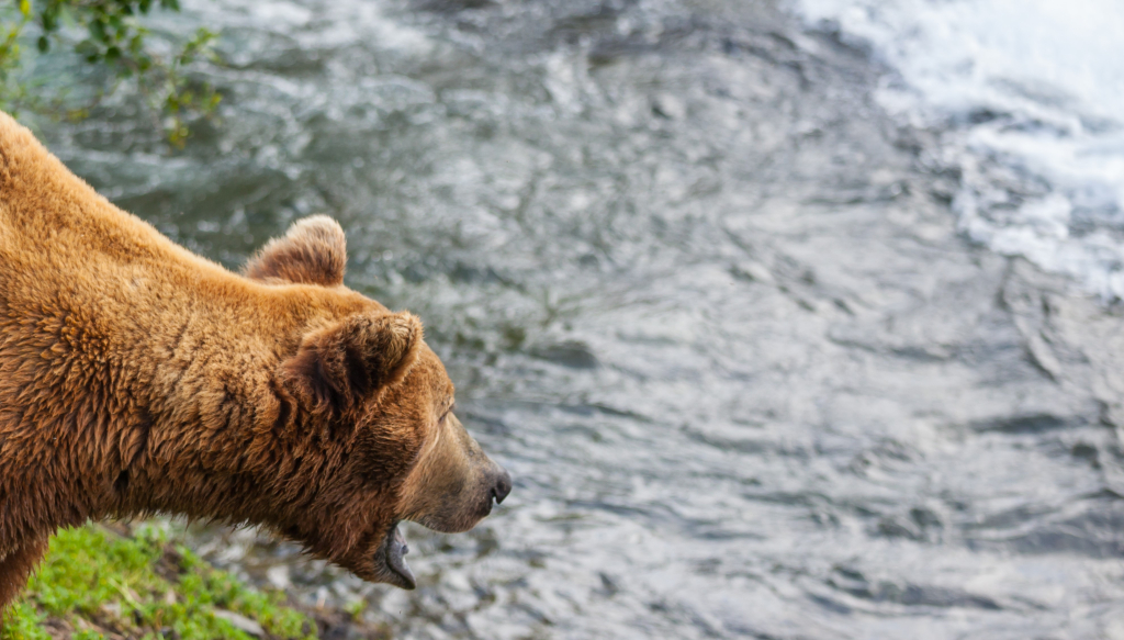 В Берёзовской районе объявили картин из-за заболевших медведей