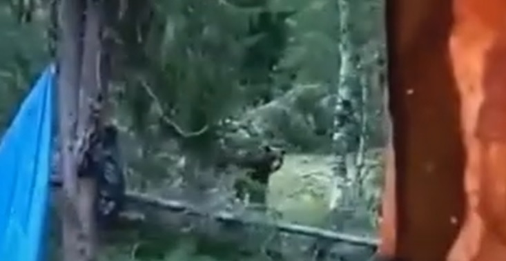 В Кондинском районе медведь вышел к лагерю пожарных из-за сгоревшей берлоги 