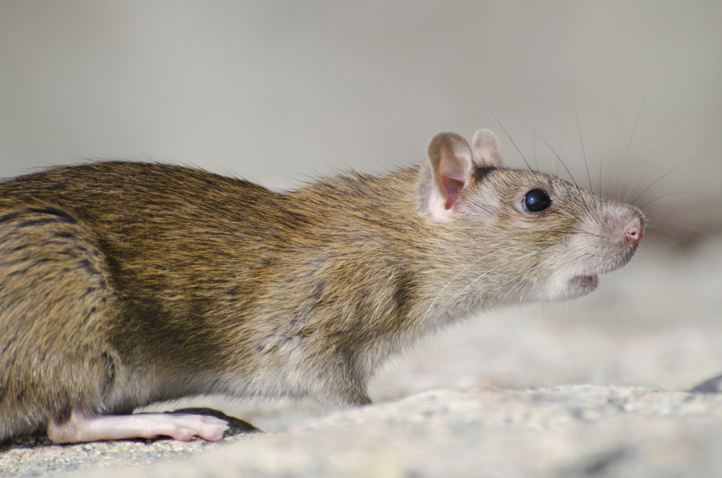 В Сургутском районе от мышей и других грызунов обработают 450 гектаров