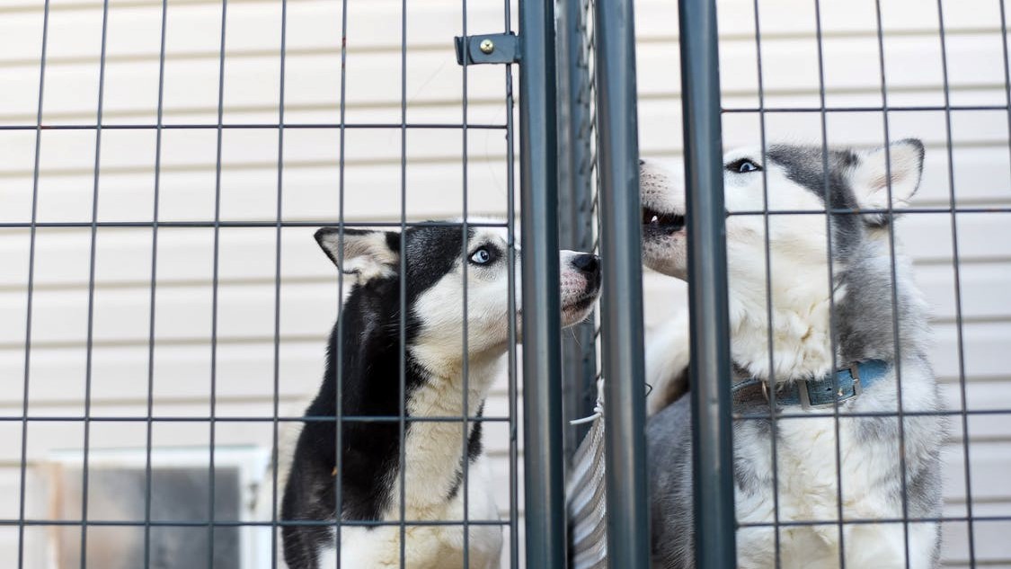 58 миллионов рублей выделили в Югре на строительство приютов для животных