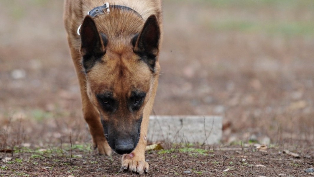 В Югре идёт перепись собак на дачных участках 