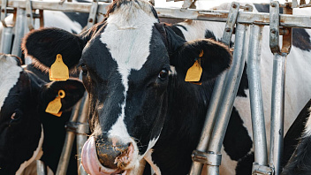 Ветслужба Югры продолжает работу по профилактике вируса лейкоза крупного рогатого скота