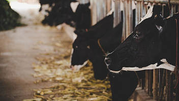 В Югре обнаружили 11 коров, заболевших лейкозом