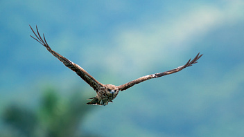 На ЛЭП в Югре погиб краснокнижный орлан-белохвост