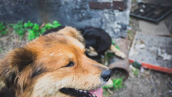 Власти округа контролируют проверку отравления бездомных собак в Нягани