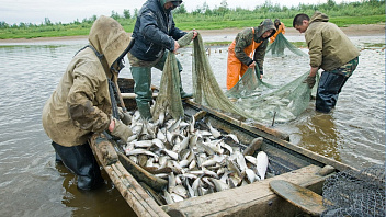 В Югре увеличат добычу и переработку рыбы