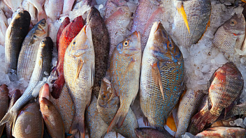 В Югре вводится «‎рыбный» запрет 