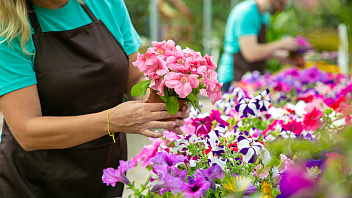 Более 42 тысяч цветов украсят клумбы Нягани