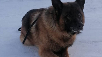 В Нефтеюганске ищут дом для вышедшей на пенсию служебной собаки