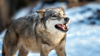 В Берёзово власти взялись за ловлю волка, который покусал собаку