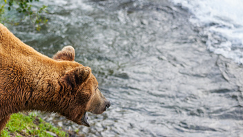 В Берёзовской районе объявили картин из-за заболевших медведей
