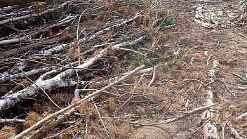 В Белоярском районе нерадивые лесозаготовители получат крупный штраф