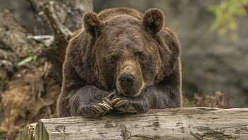 Нейросеть будет предупреждать югорчан о выходе из леса медведей