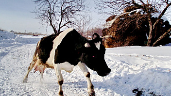 В Югре выявили несколько случаев лейкоза коров